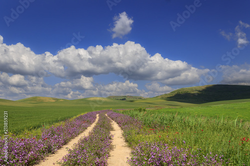 SPRINGTIME. Between Apulia and Basilicata. Hilly landscape with country road through wheat field and poppies dominated by clouds  Italy.