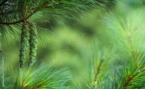 Young pine cones  with drops of resin on the surface. Macro photography