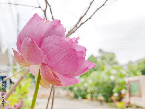 Blossoming big beautiful pink lillywater (side) against a defocus background photo