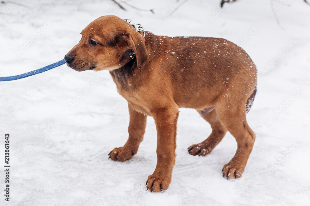 cute little brown puppy with leash walking in snowy cold winter park. adoption concept. save animals. space for text cute little brown puppy with leash walking in snowy cold winter park. adoption concept. save animals. space for text