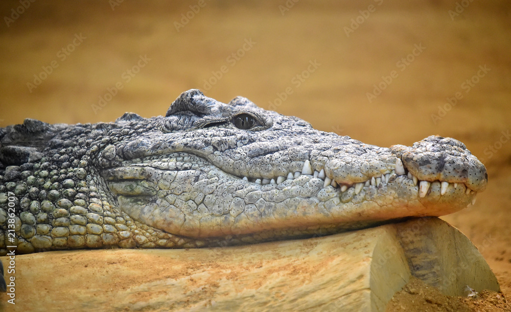 Fototapeta premium Cocodrilo