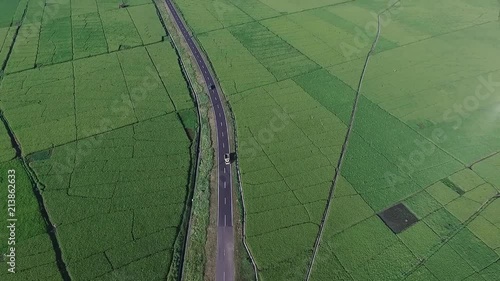 A huge area of rice field | Aerial shot | Tilt reveal photo