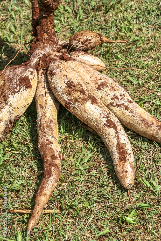 Cassava on the grass