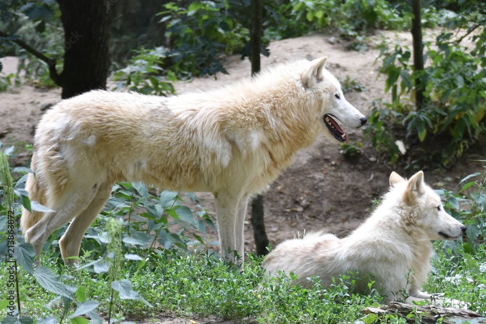 Obraz premium Two white arctic wolves in the forest