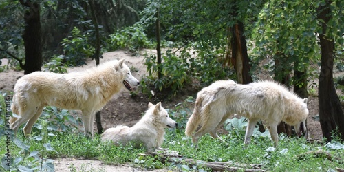 Three white arctic wolves in the forest