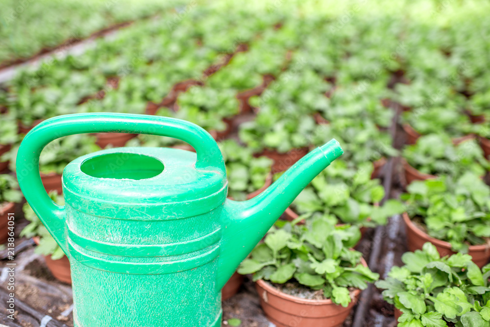 Watering can with green plants in the greenhouse of the plant production farm Watering can with green plants in the greenhouse of the plant production farm