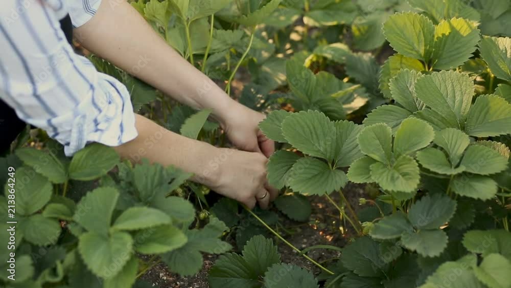 Woman hands with fresh strawberries collected in the garden. Woman hands with fresh strawberries collected in the garden.