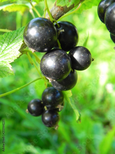 Bunch of black currant on a bush in the garden.