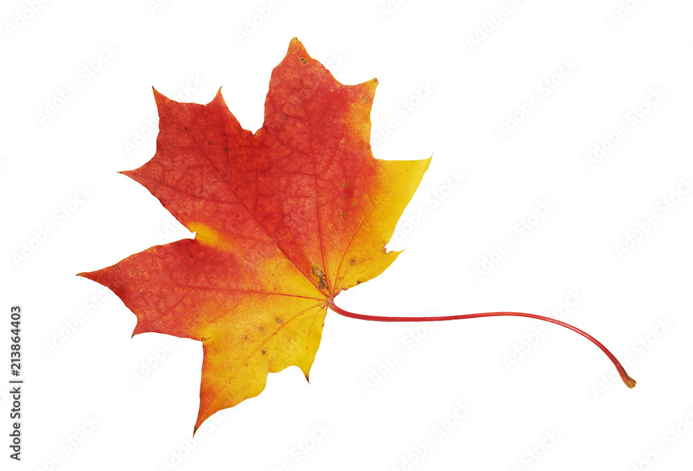 Fototapeta premium Red, yellow maple leaf on white background