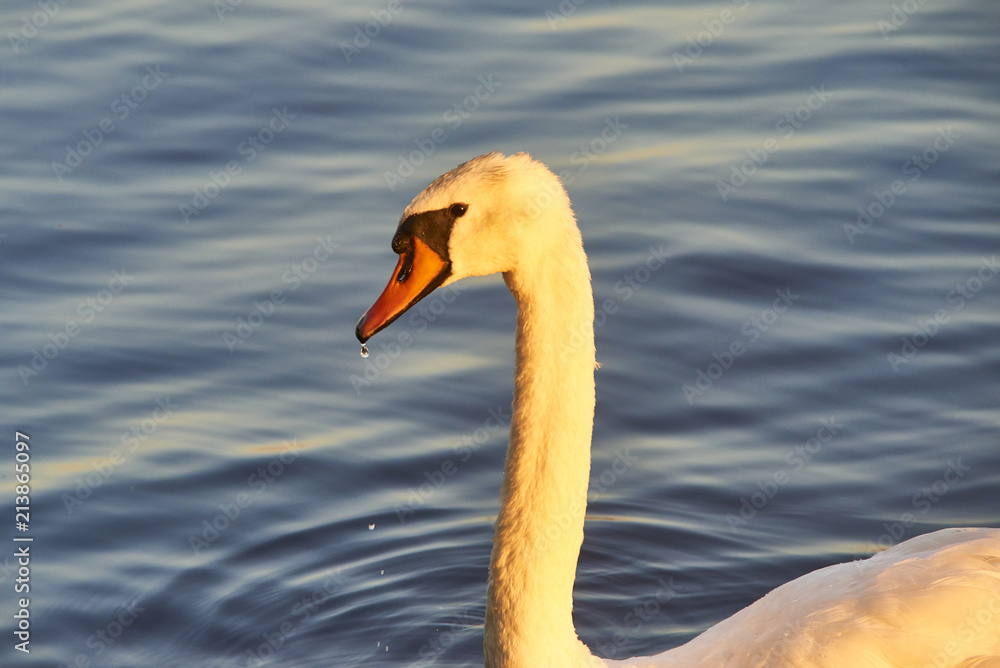 Fototapeta premium Close up portrait of white swan on the water lake with water surface background