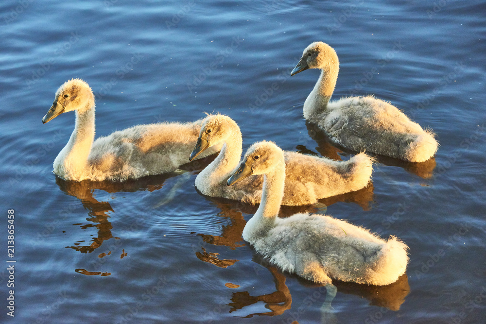 Swan chicks floating on the water at sunset Swan chicks floating on the water at sunset