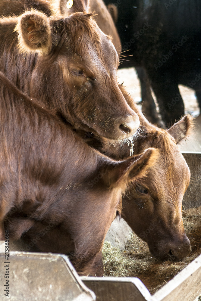 Fototapeta premium Red angus Cattle