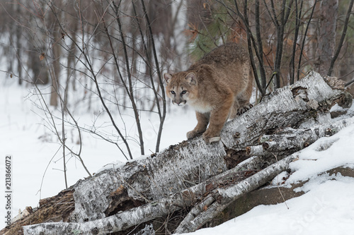Female Cougar  Puma concolor  Stands on Birch Log