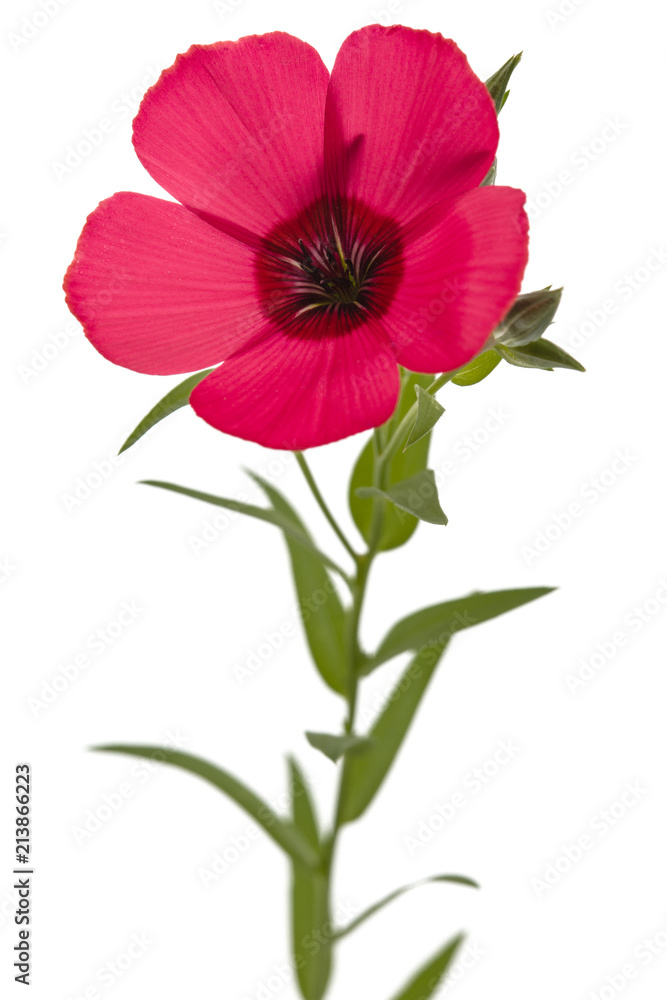 Red flower of flax, isolated on white background Red flower of flax, isolated on white background