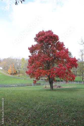 red maple 2
