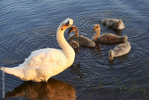 Swans family floating on the lake at sunset. Swans with nestlings. Swan with chicks. 