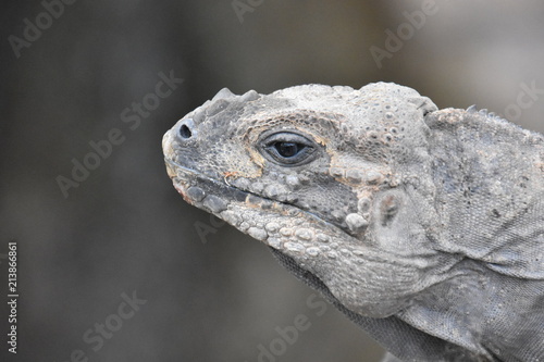 iguana iguane © damien