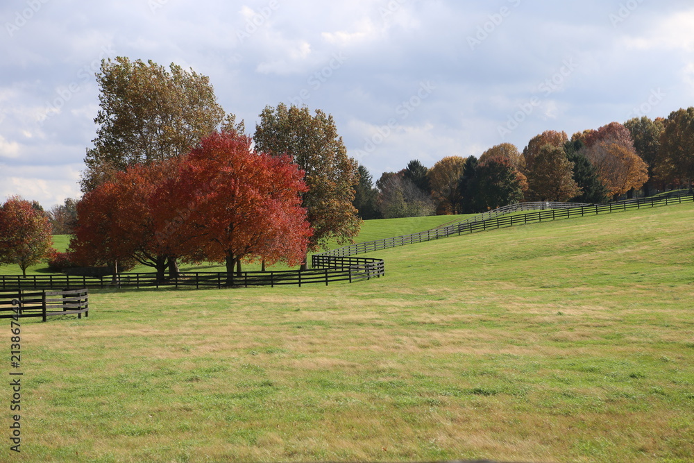 black fence, red maple 2