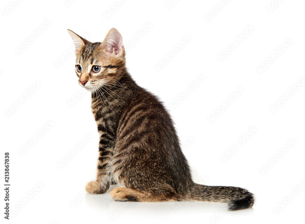 Fototapeta premium cat on white background