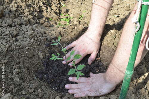Male hands while planting organic tomato seedling in a private garden in spring