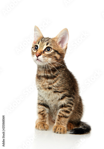 cat on white background © Ira Bachinskaya