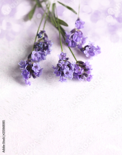 Fototapeta Naklejka Na Ścianę i Meble -  Fresh lavender flowers on pink background.