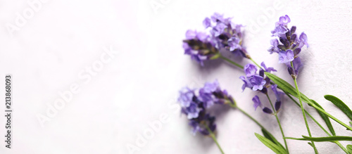 Fototapeta Naklejka Na Ścianę i Meble -  Fresh lavender flowers on pink background.