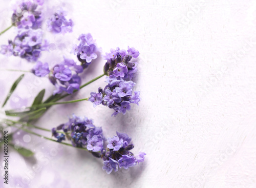 Fresh lavender flowers on pink background.