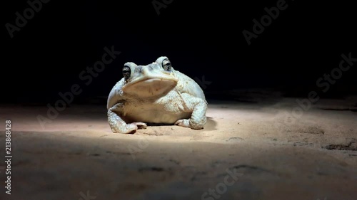 Canyon Tree Frog Hyla arenicolor photo