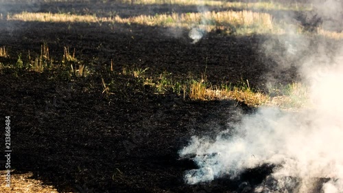 Smoldering grass ashes after fire. Big white smoke motion. photo