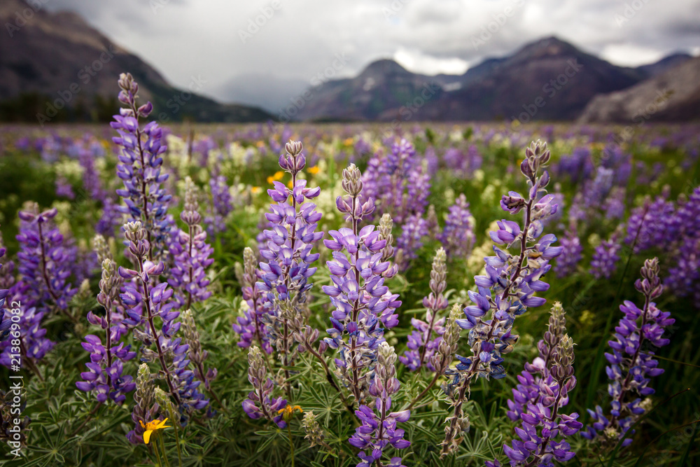 Wildflower Heaven and so much Lupine| Waterton Glacier International Peace Park Canada Wildflower Heaven and so much Lupine| Waterton Glacier International Peace Park Canada