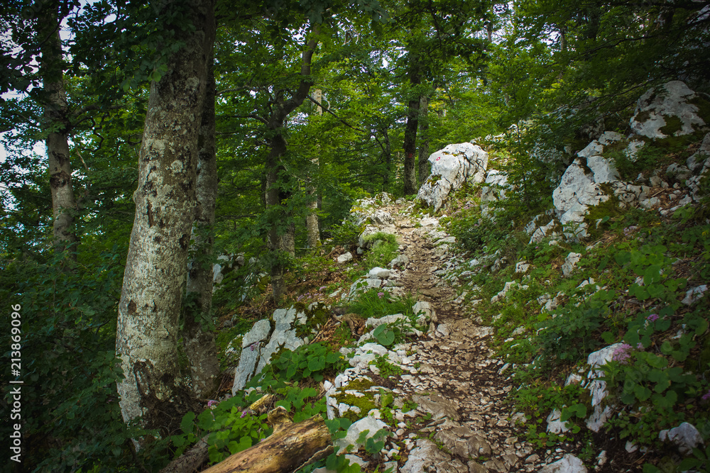 soft focus lonely trail in deep forest nature mountain landscape in summer colorful day time soft focus lonely trail in deep forest nature mountain landscape in summer colorful day time