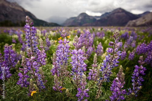 Wildflower Heaven and so much Lupine  Waterton Glacier International Peace Park Canada