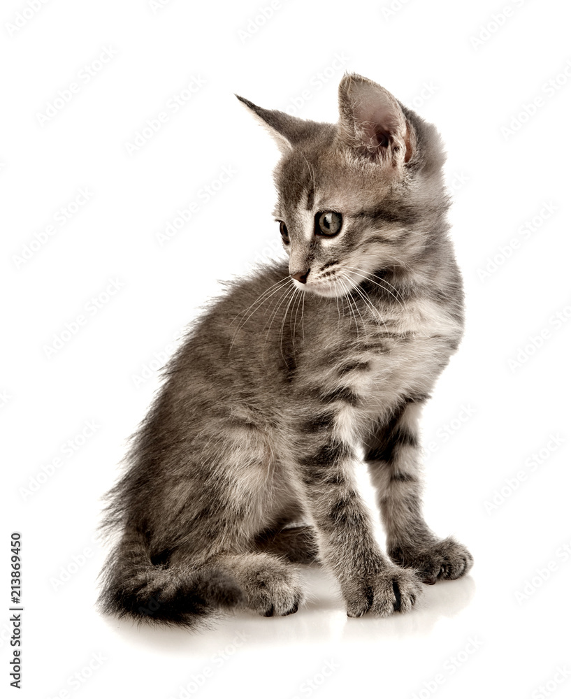 Obraz premium cat on white background