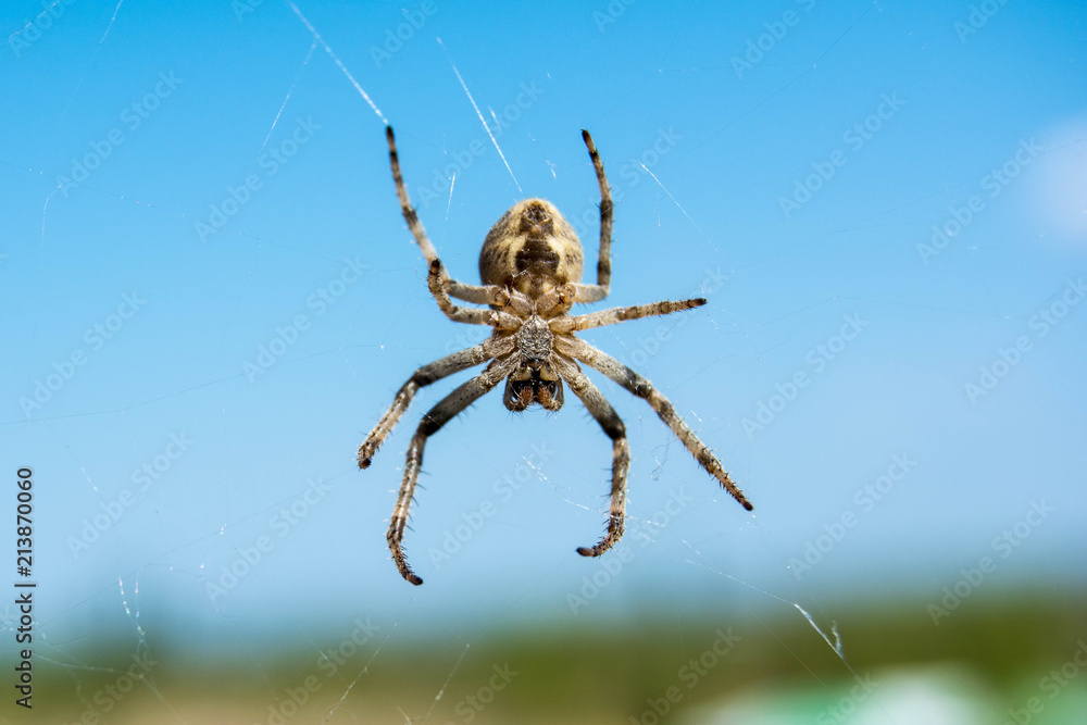 terrible big spider