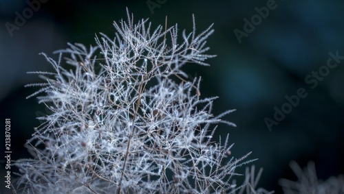 European smoketree Cotinus coggygria flowers macro