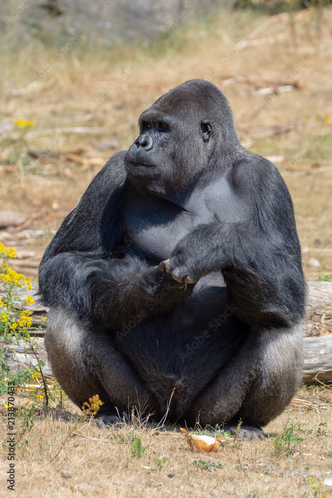 Big black hairy male gorilla monkey sit on grass and eat food with hands Big black hairy male gorilla monkey sit on grass and eat food with hands