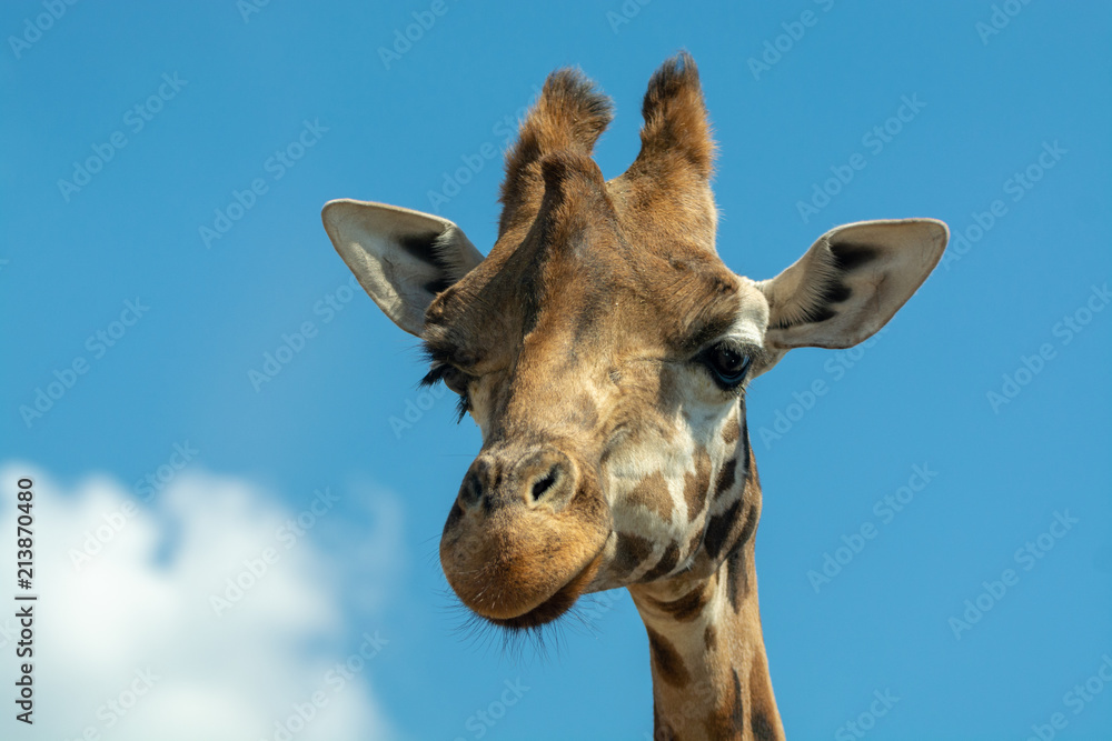Portrait of funny looking giraffe animal only head and neck close up with blue sky background Portrait of funny looking giraffe animal only head and neck close up with blue sky background