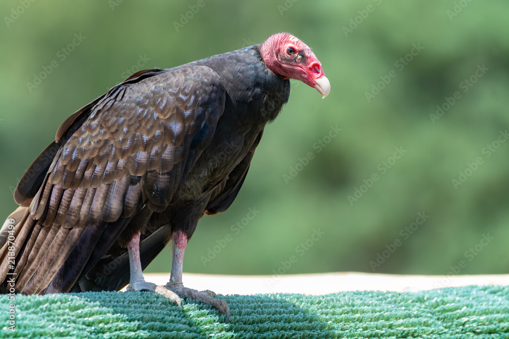 Turkey buzzard or John crow large bird, the most widespread of the New World vultures Turkey buzzard or John crow large bird, the most widespread of the New World vultures
