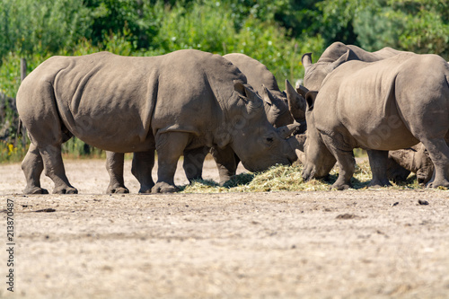 Group of big adult African black rhinoceros eating grass in safari park