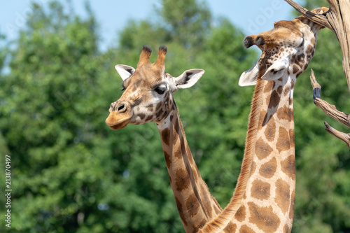 Giraffe animal in safari park close up