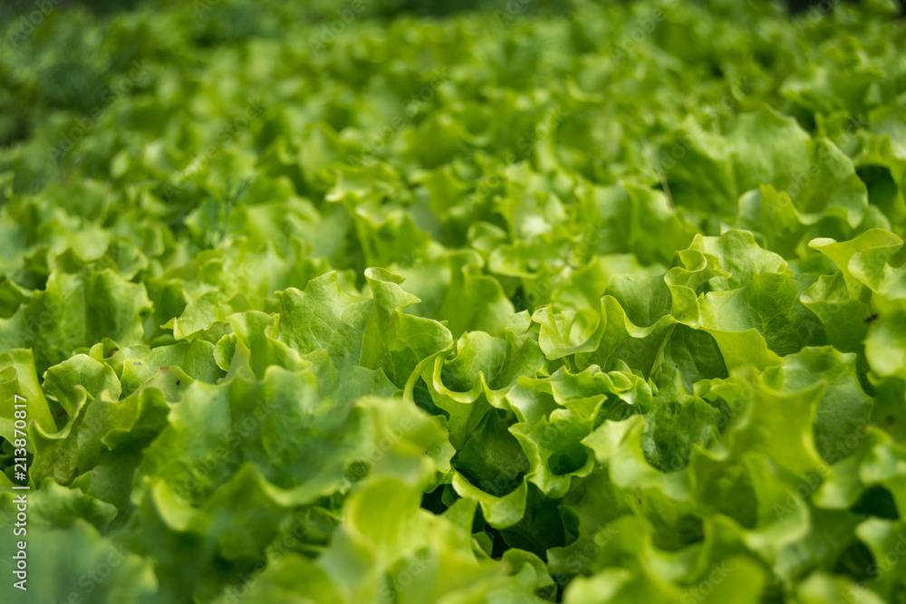 lettuce leaves on the bed lettuce leaves on the bed