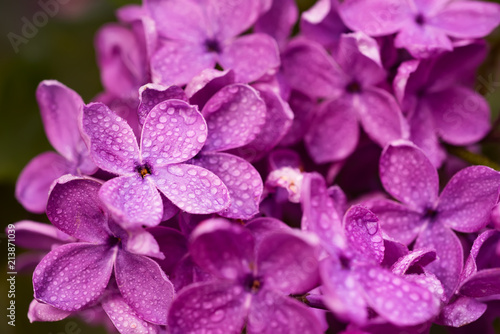 Macro image of spring soft violet lilac flowers, natural seasonal floral background. Can be used as holiday card with copy space.