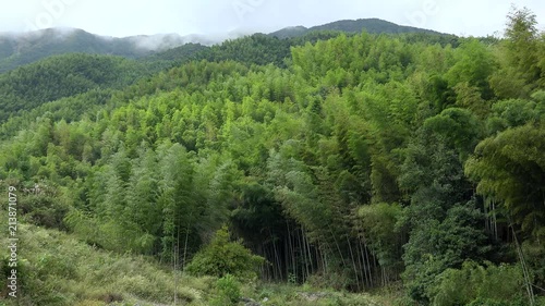 Giant bamboo in the countryside with China mountains. Danxia region, China photo