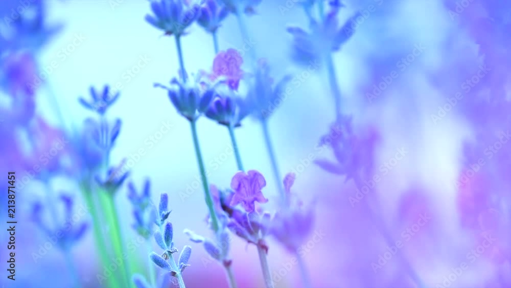 Lavender. Blooming violet fragrant lavender flowers closeup. Growing lavender swaying on wind. Slow motion 4K UHD video 3840X2160 Lavender. Blooming violet fragrant lavender flowers closeup. Growing lavender swaying on wind. Slow motion 4K UHD video 3840X2160