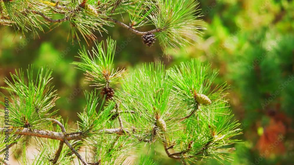 Pine tree branches with cones close up. Green forest landscape, close up. Pine tree branches with cones close up. Green forest landscape, close up.