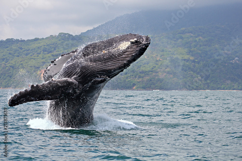 Humpback whale breaching in 