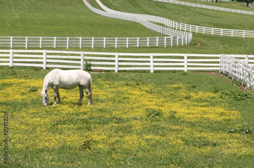 Canvas Print white fence, white horse