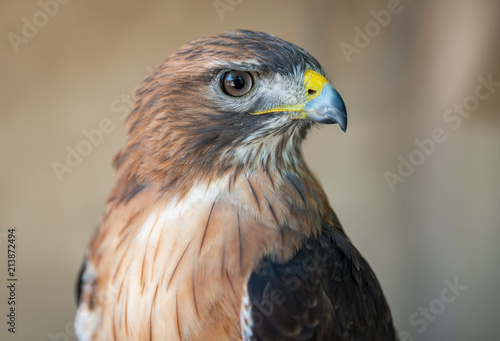 Red Tail Hawk