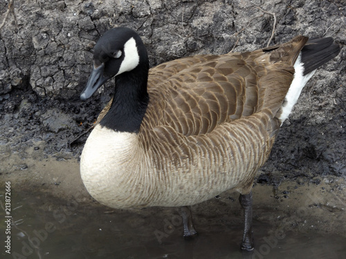 Canada Goose photo